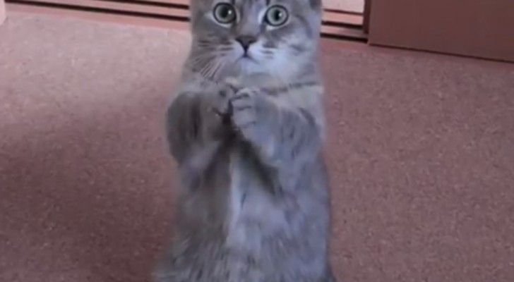 Просящий кот