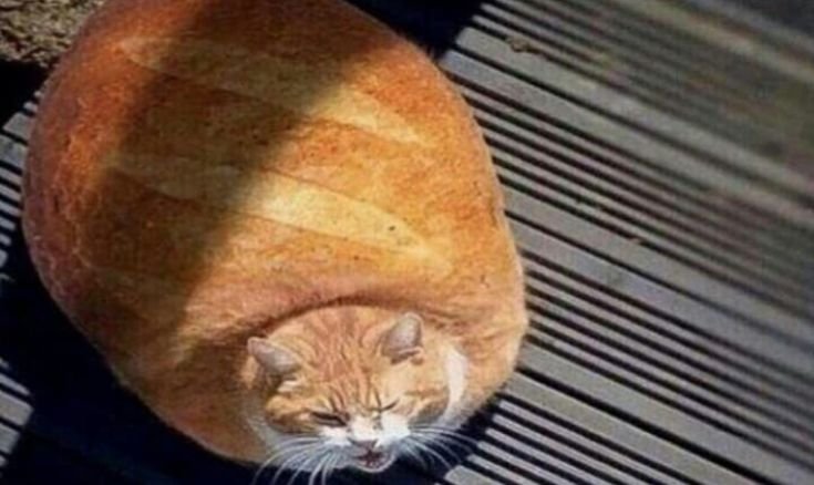 Кот Хлебушек