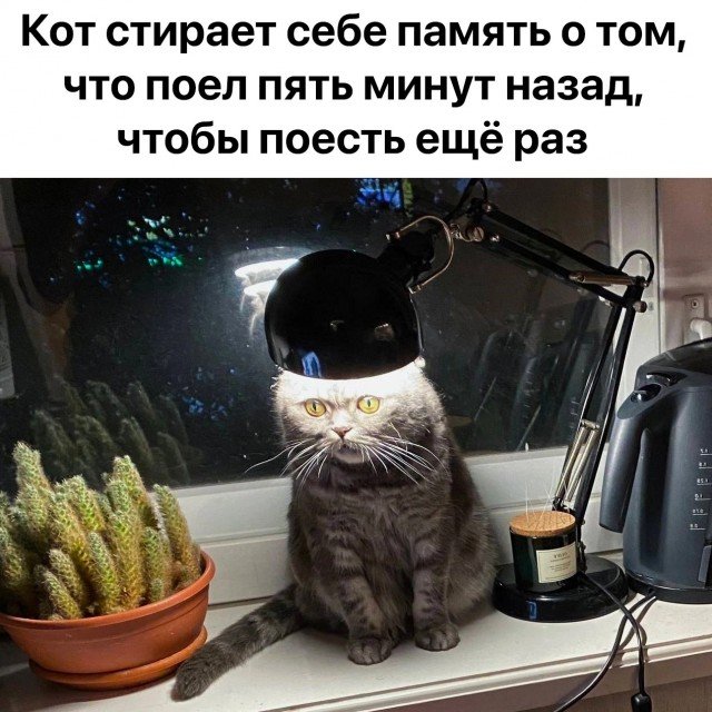 Памяти кота