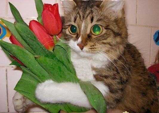 Кошка с букетом цветов