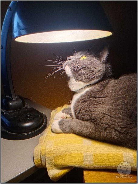 Котик с лампой