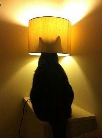 Котик с лампой