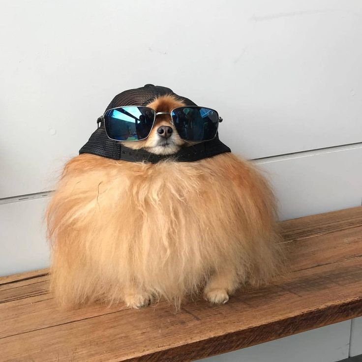 Шпиц в очках