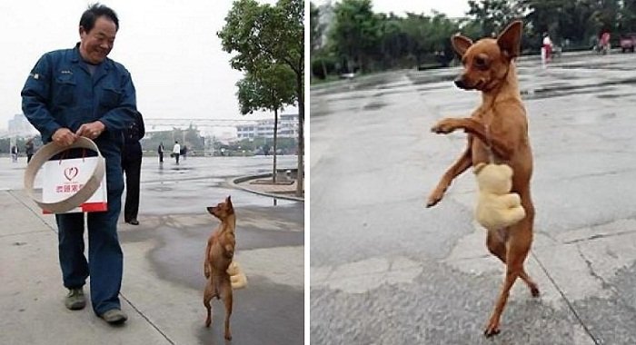 Собаки которые ходят на задних лапах