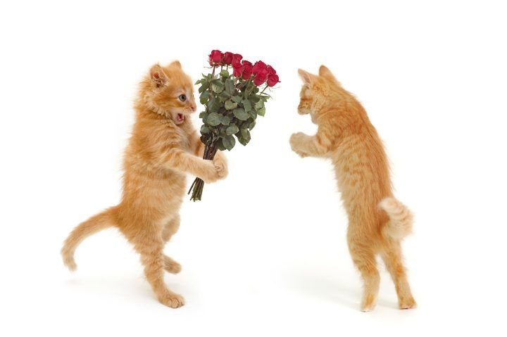 Кот дарит цветы картинки