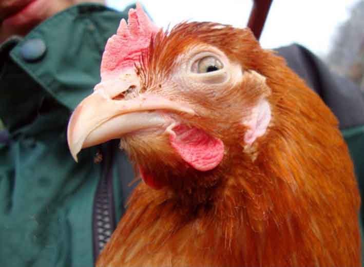 Тупая курица