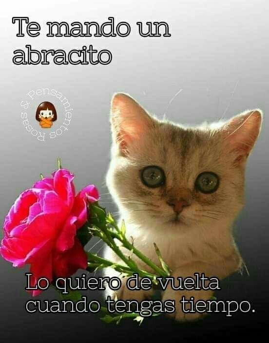 Кот дарит цветы