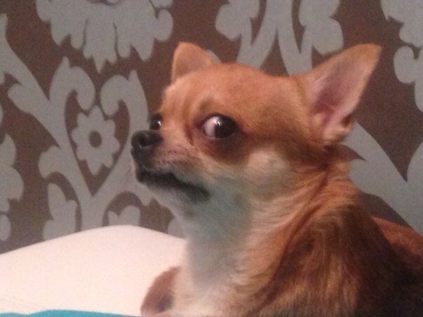 Подозревака чи Хуа Хуа