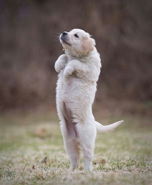 Собака стоит на задних лапах