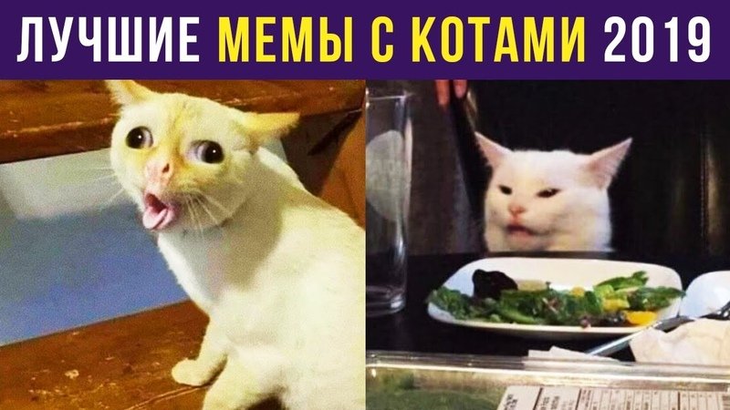 Популярные мемы с котами