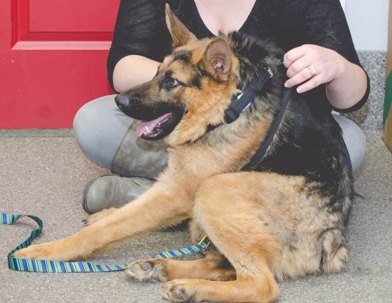 Сутулая овчарка Макс