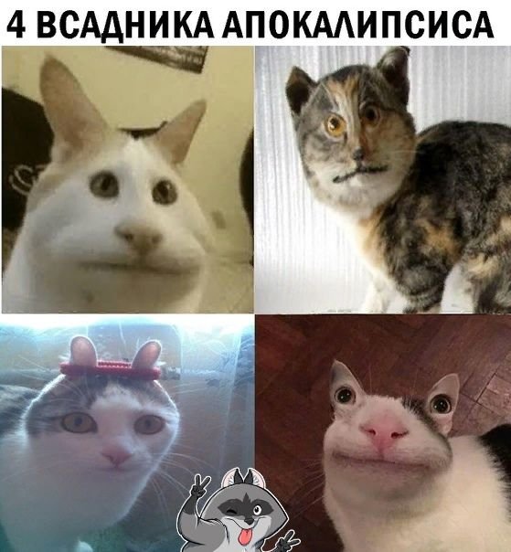 Популярные мемы с котами