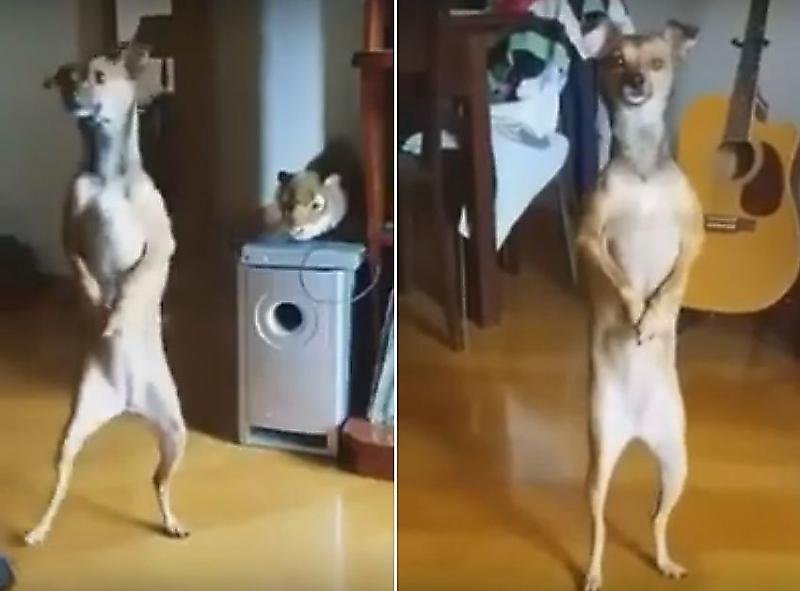 Собака с трясущимися лапками