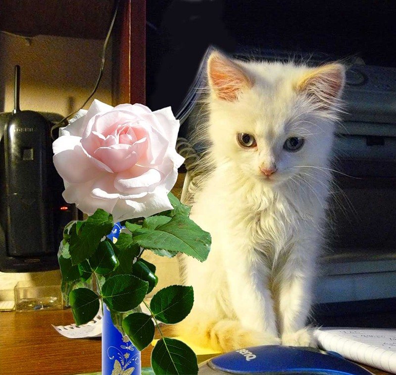 Котенок в цветах