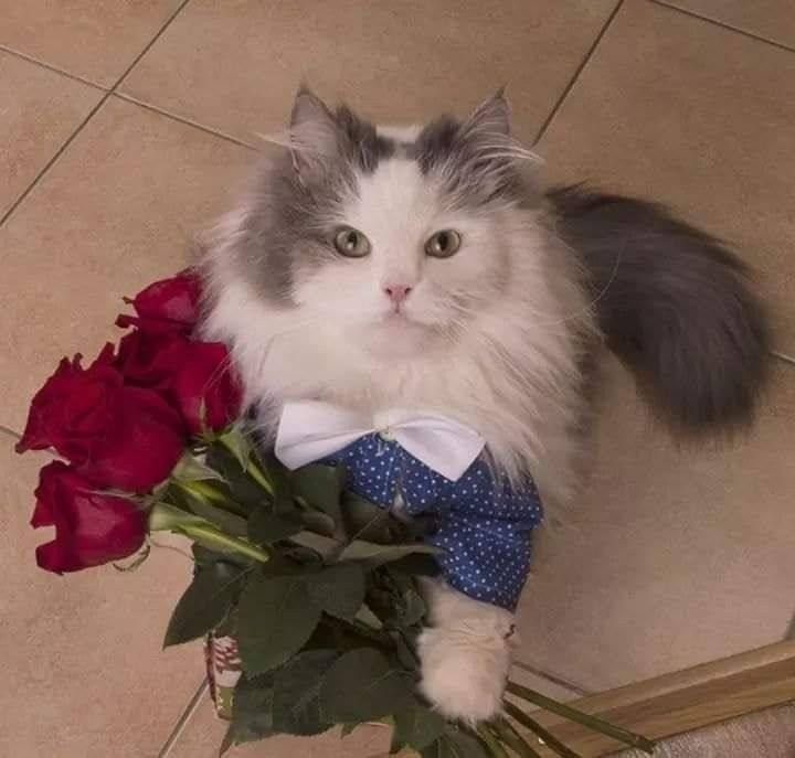 Поздравления с днём рождения с котиками