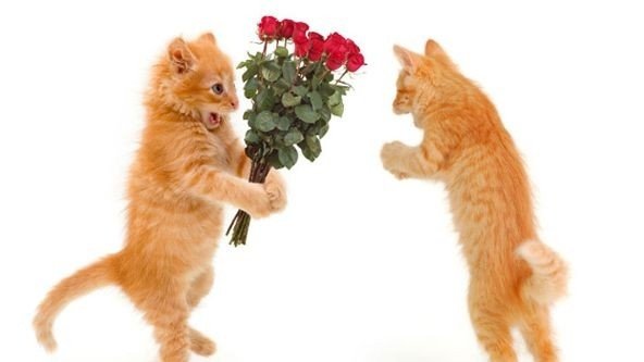 Котик поздравляет с днем рождения