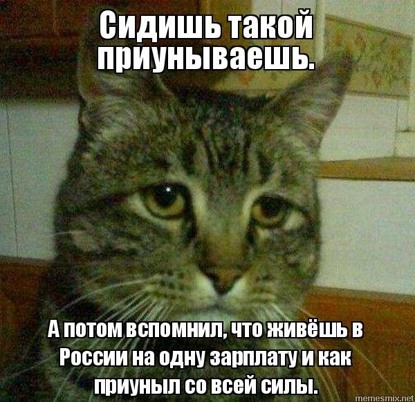 Кот Мем