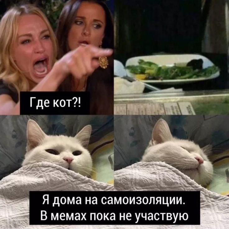 Кот Мем