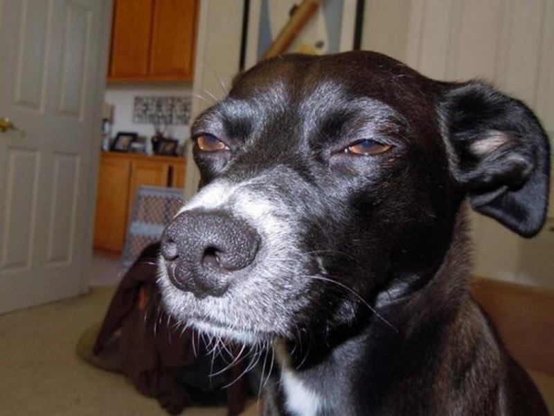 Собака щурится