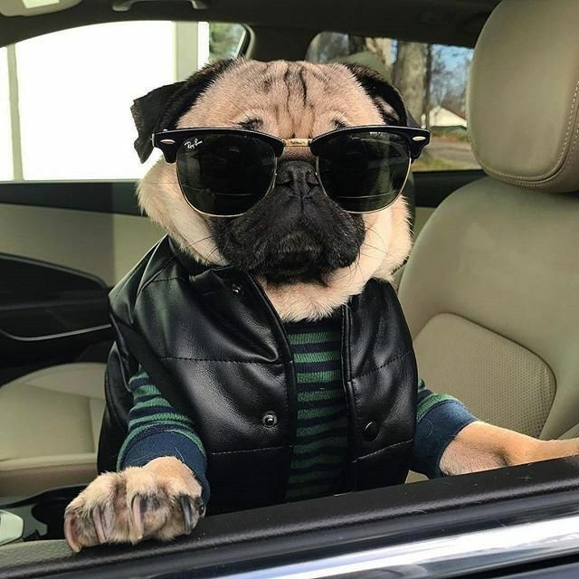 Мопс в очках