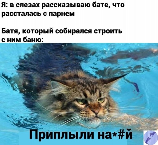 Батя и кот Мем