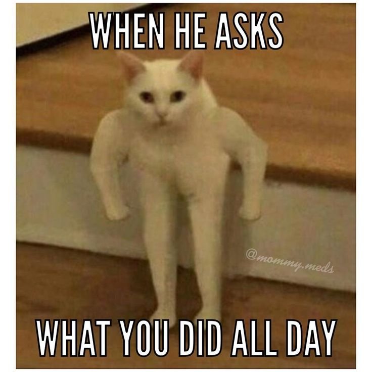 Кот с руками Мем