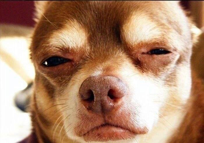 Собачка с прищуренными глазами