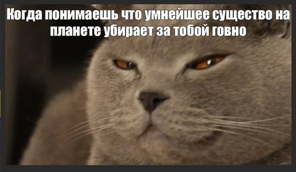 Мемы коты британские