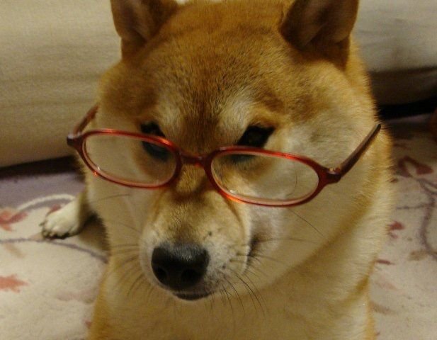 Сиба-ину Догги