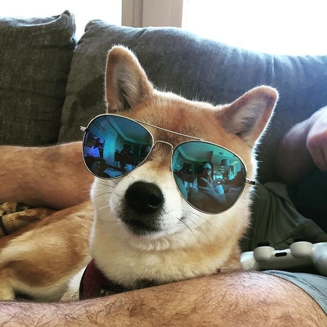 Шиба ину в очках
