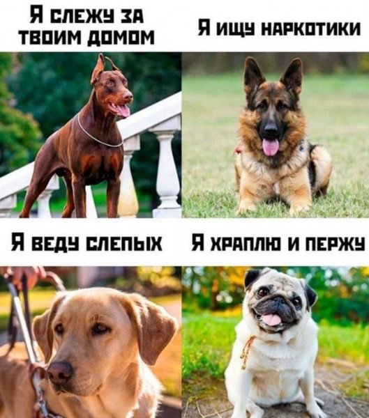 Прикольные мемы с собаками