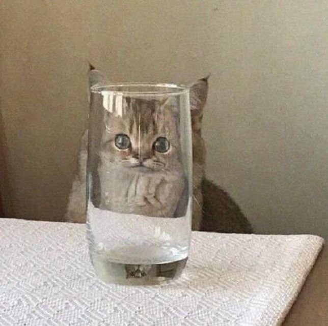 Кот в стакане