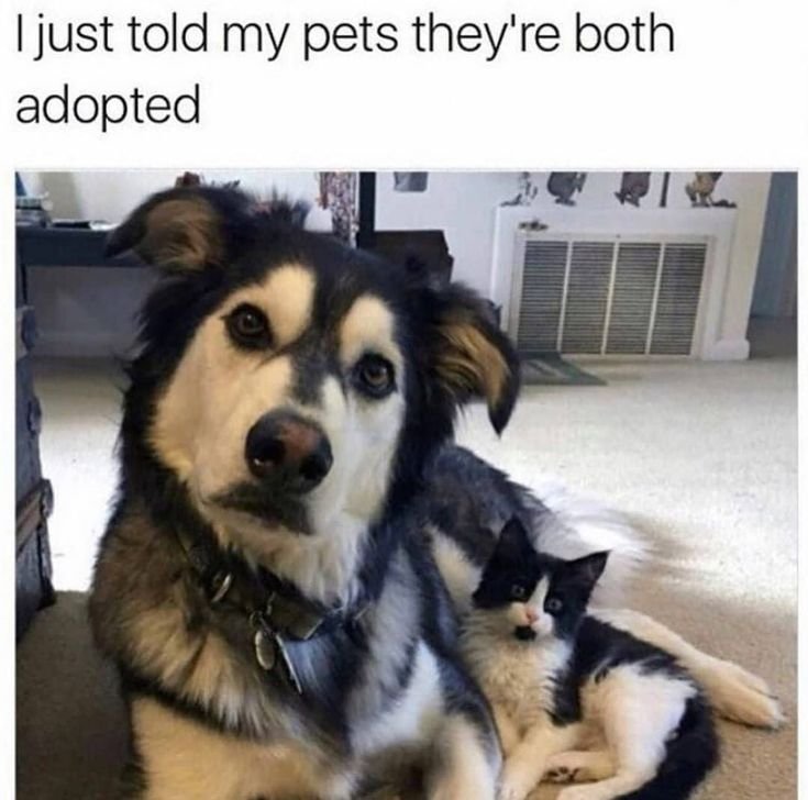 Прикольные надписи про собак