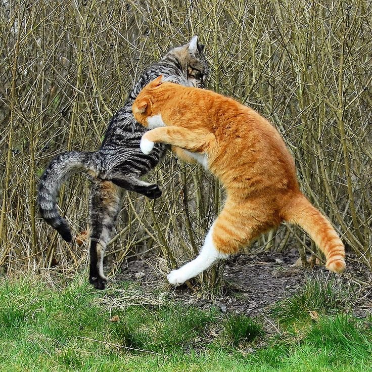 Котята дерутся