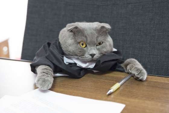 Коты в деловых костюмах