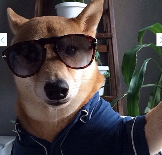 Крутая собака