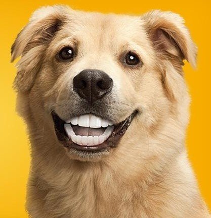 Собака с зубами человека