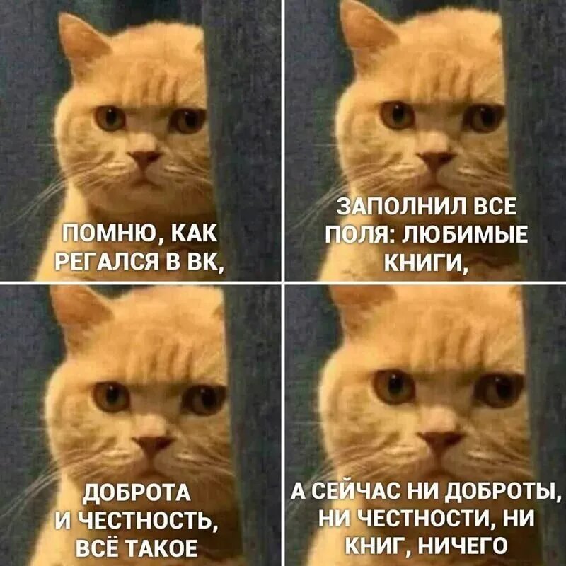 Кот Мем
