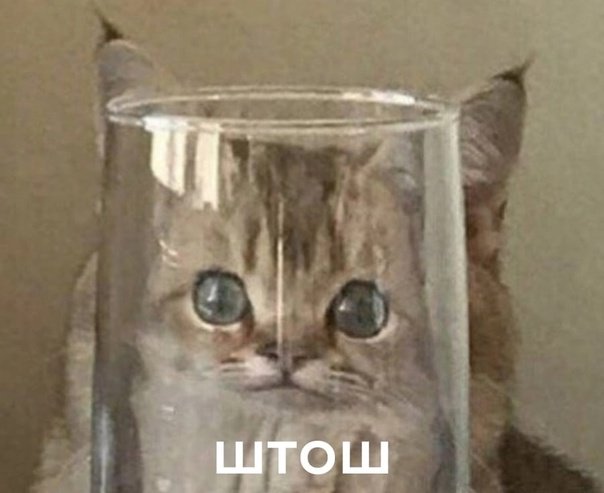 Кот в стакане