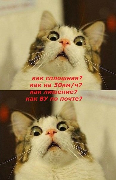 Кот с мемов