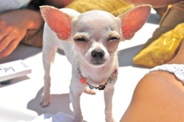 Чихуахуа с прищуром