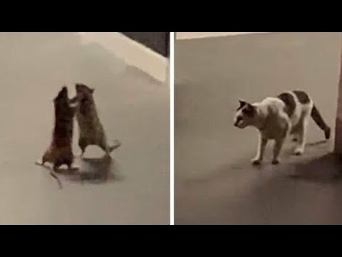 Драка с котом