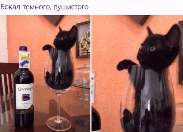 Кот с бокалом