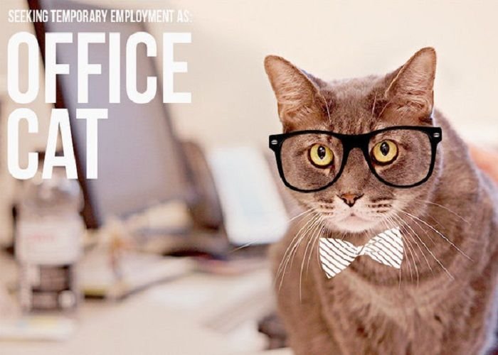 Котик в офисе