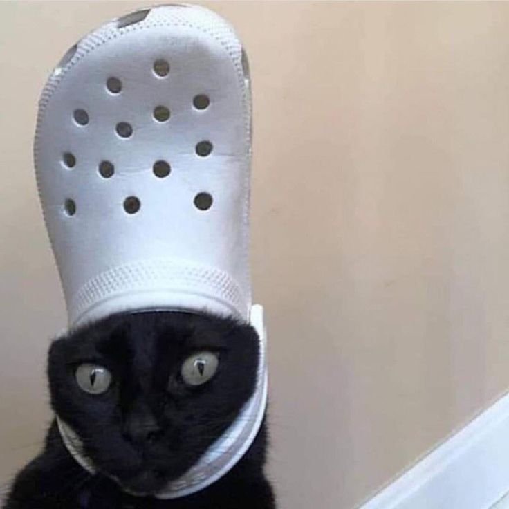 Кот и тапок