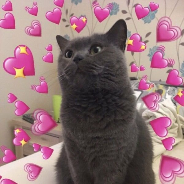 Пикчи с котиками