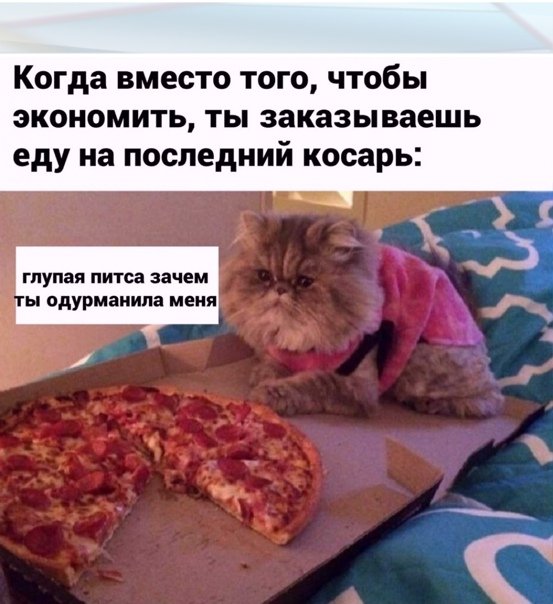 Мемы с пиццей и котом