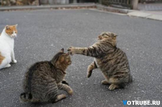 Два кота драка