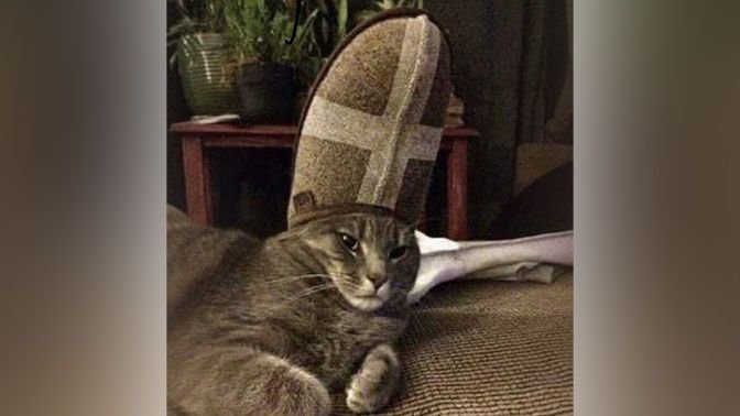 Кот и тапок