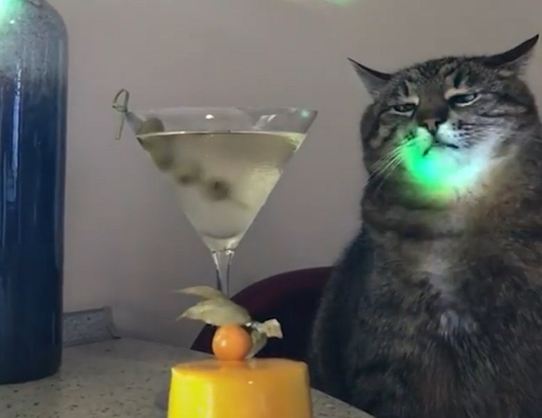 Кот блоггер Степан